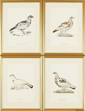 Von Wright Svenska fåglar