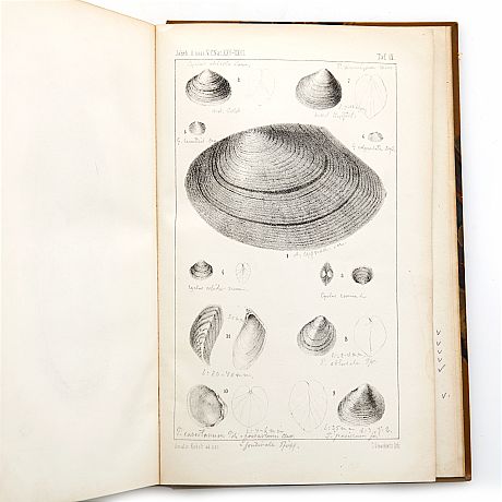 19th century work on molluscs