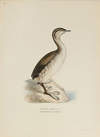 von Wright Svenska fåglar
