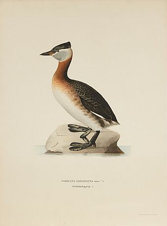von Wright Svenska fåglar