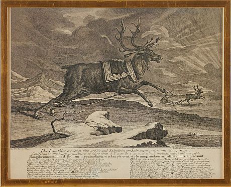 Ridinger Die Rennthier 1736