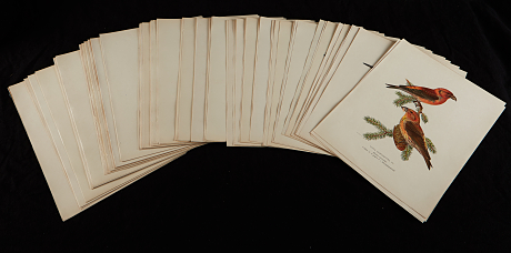 Von Wright fågelplanscher