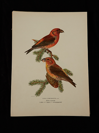 Von Wright fågelplanscher