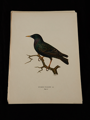 Von Wright fågelplanscher