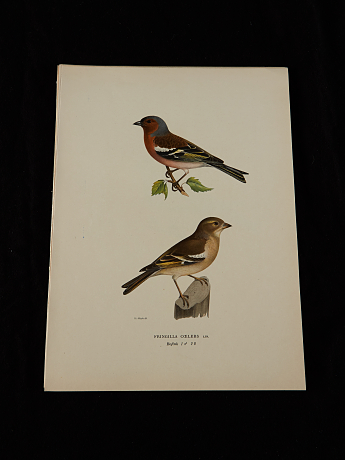 Von Wright fågelplanscher