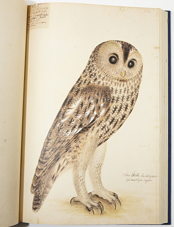 Rudbeck´s Book of birds in facsimile