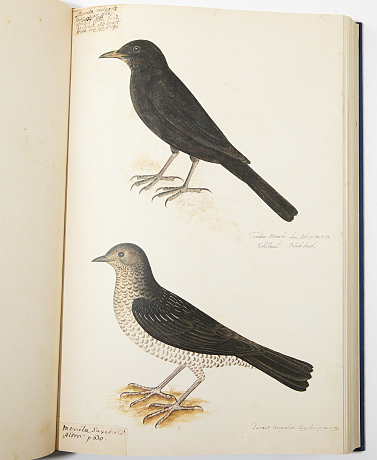 Rudbeck´s Book of birds in facsimile