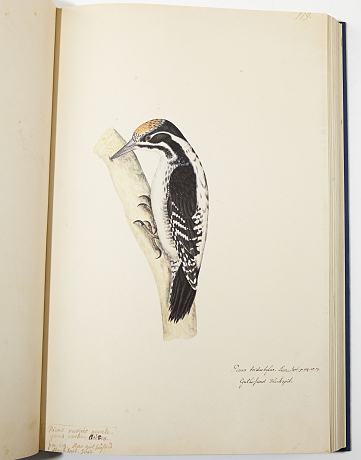 Rudbeck´s Book of birds in facsimile