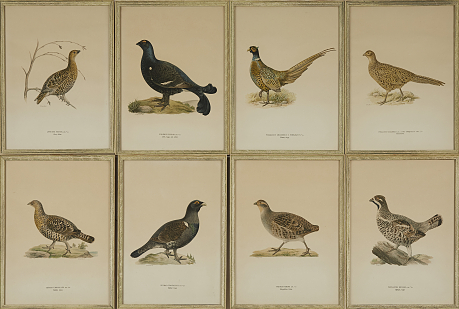 Svenska Fåglar, Von Wright 