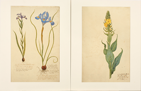 Blomsterbilder grafik